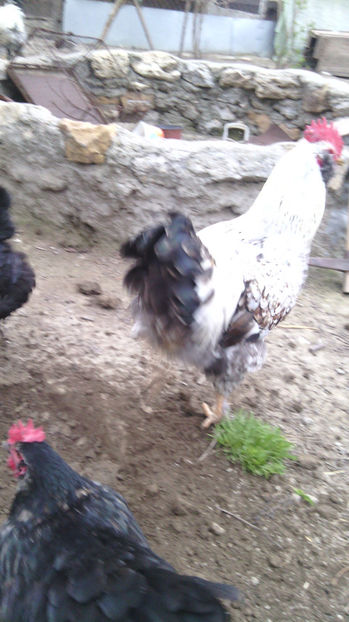  - Gaini de rasa si comune