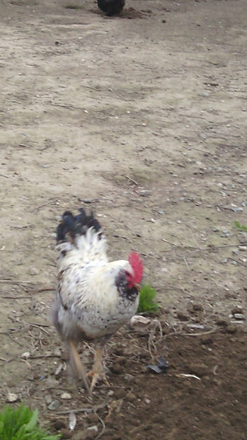  - Gaini de rasa si comune