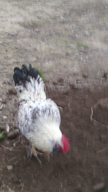  - Gaini de rasa si comune