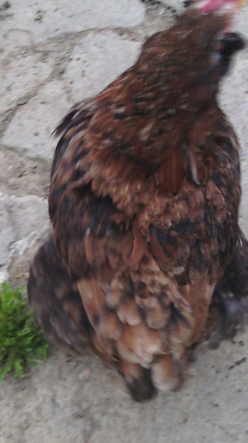  - Gaini de rasa si comune