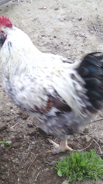  - Gaini de rasa si comune