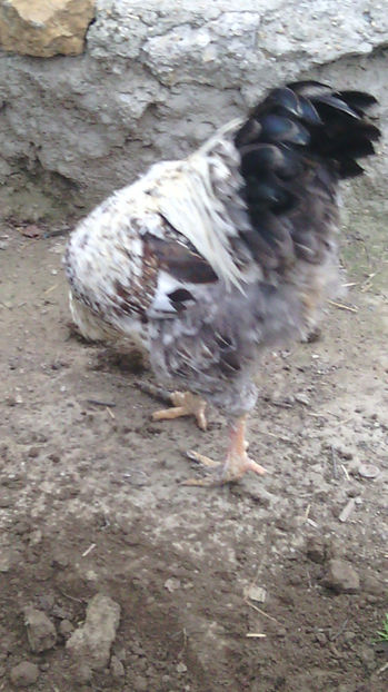  - Gaini de rasa si comune