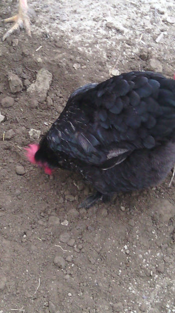  - Gaini de rasa si comune