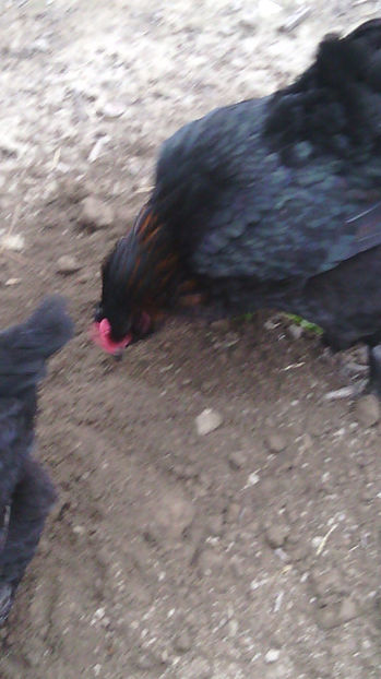  - Gaini de rasa si comune