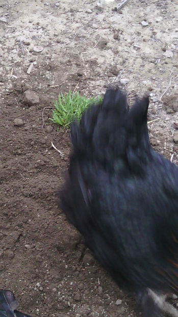  - Gaini de rasa si comune