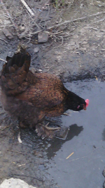  - Gaini de rasa si comune