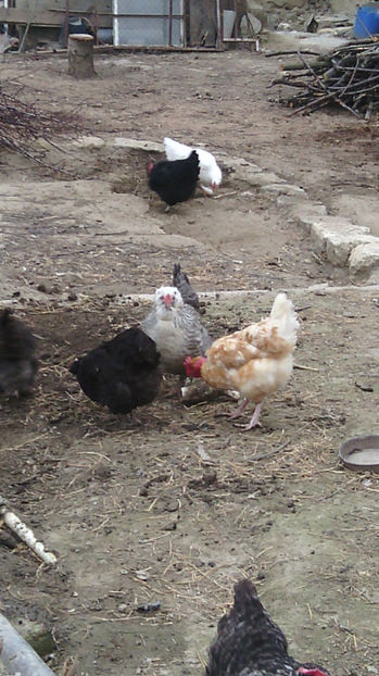  - Gaini de rasa si comune