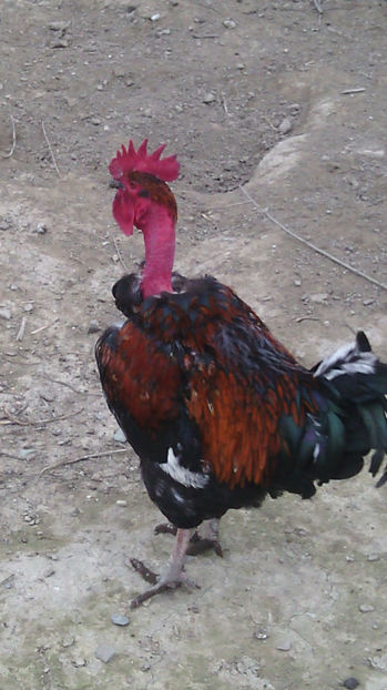  - Gaini de rasa si comune