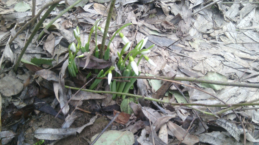  - gradina de flori
