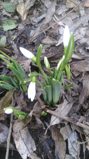  - gradina de flori