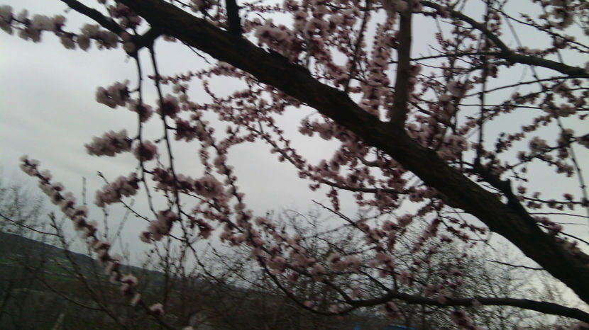  - gradina de flori