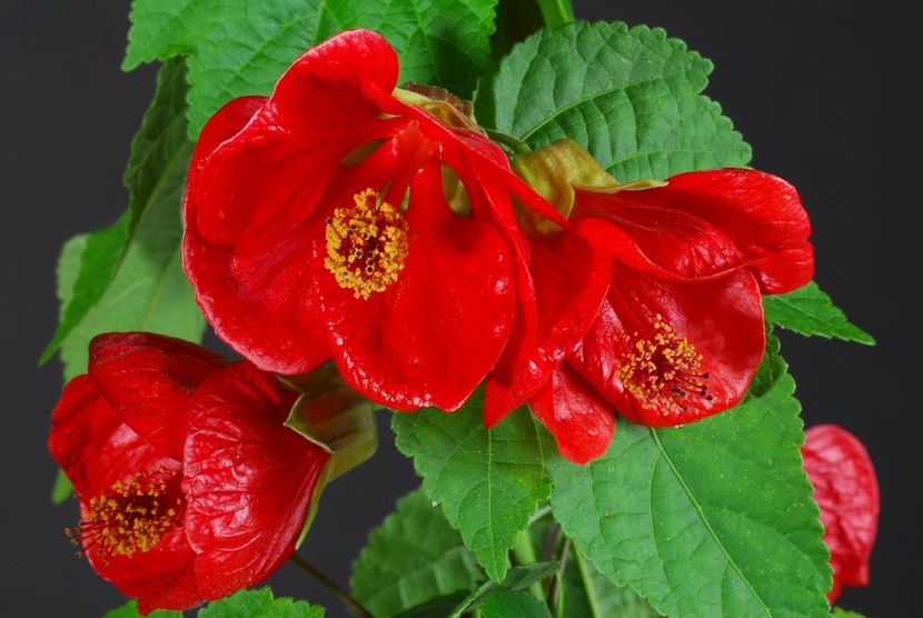 Abutilon-Lucky-Lantern-Red - 000-Plante pe care le doresc