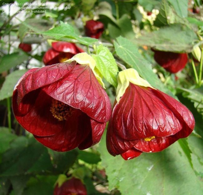 Abutilon rosu inchis (bordo) - 000-Plante pe care le doresc