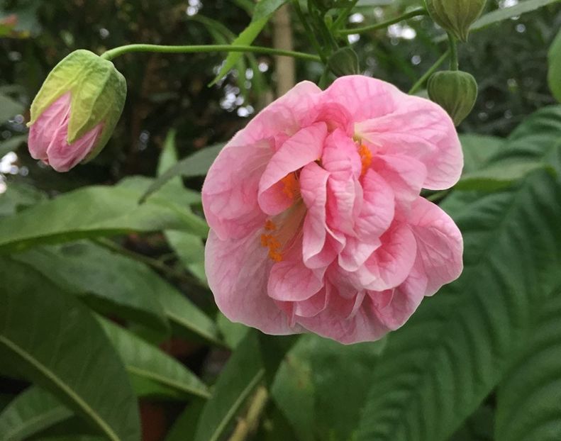 abutilon Victorian Lady - 000-Plante pe care le doresc