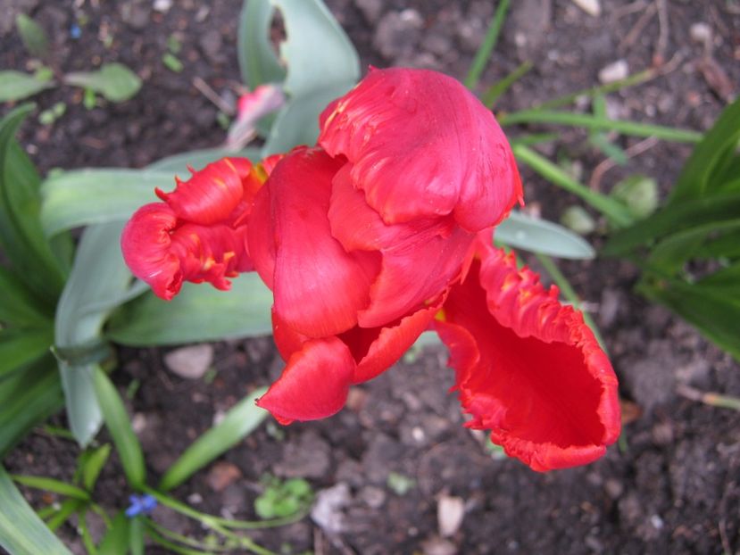  - A-A Gradina cu flori 2017