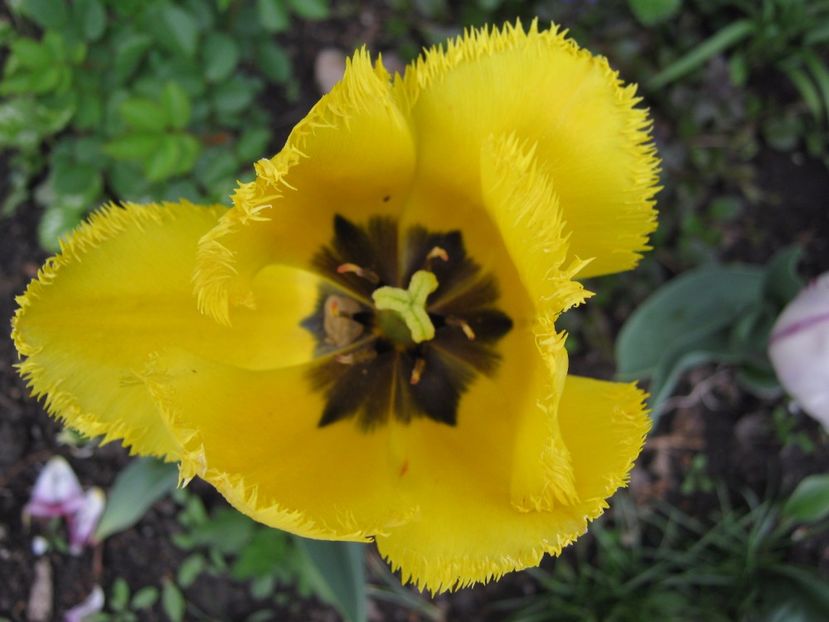  - A-A Gradina cu flori 2017