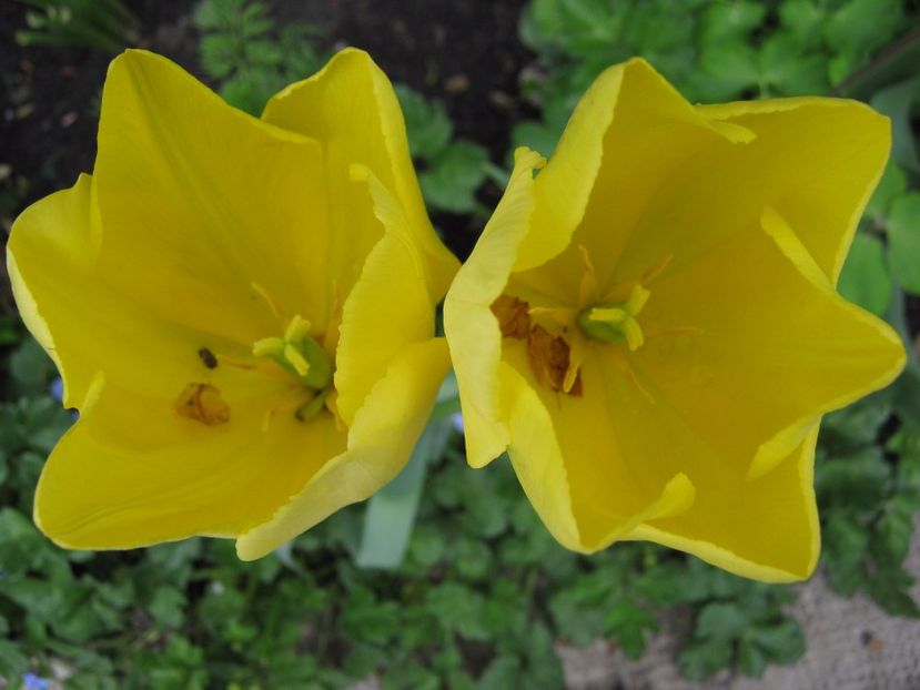  - A-A Gradina cu flori 2017