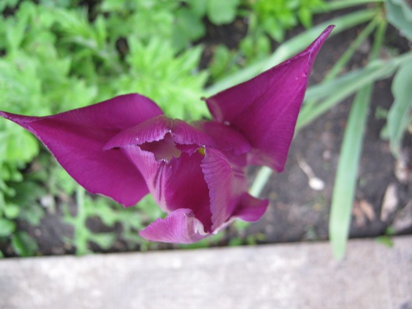  - A-A Gradina cu flori 2017