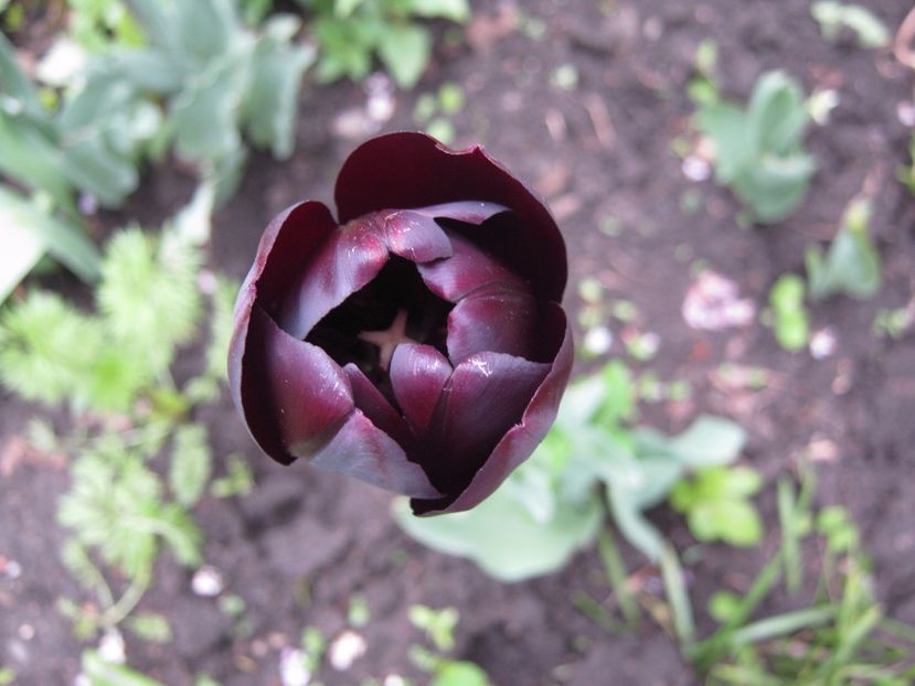  - A-A Gradina cu flori 2017