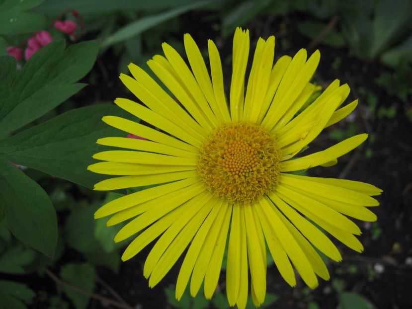  - A-A Gradina cu flori 2017