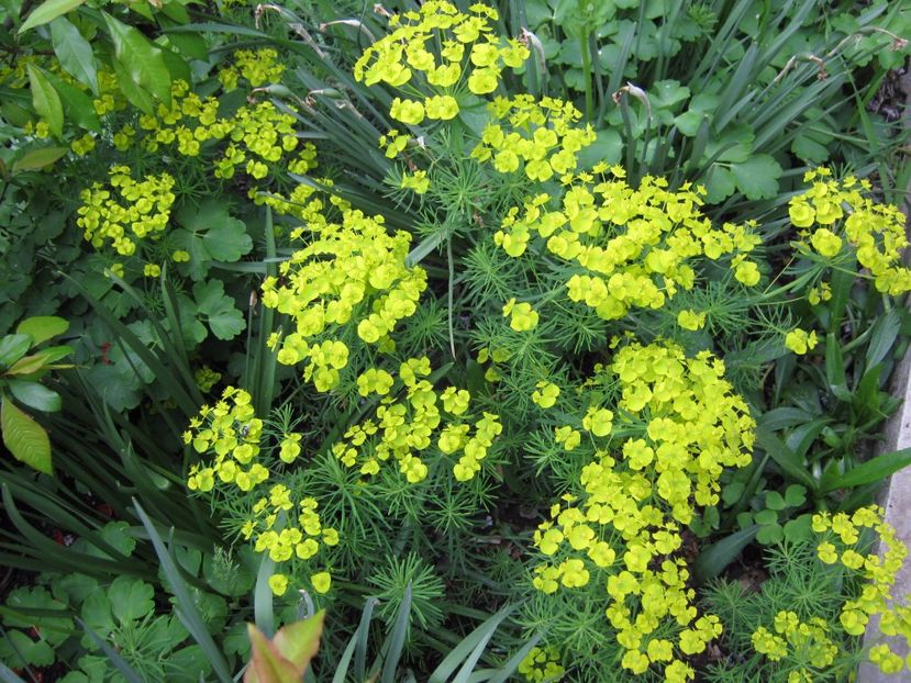  - A-A Gradina cu flori 2017