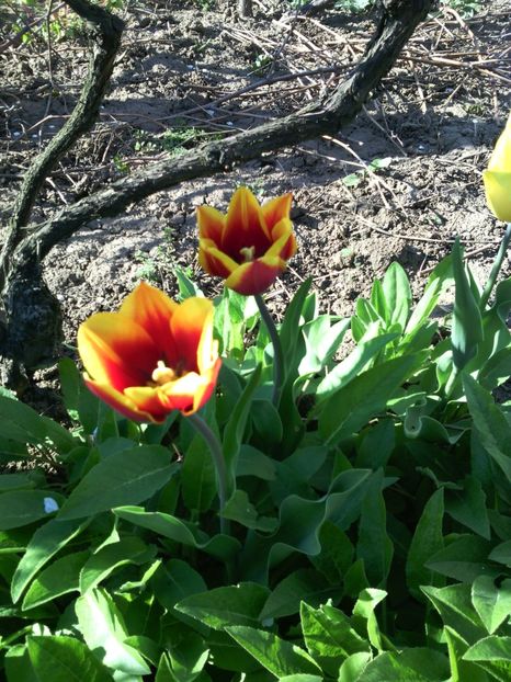  - 01-Flori din curtea mea 2017