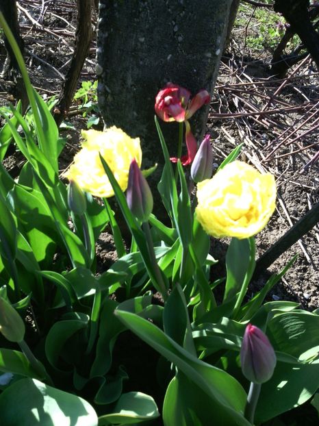  - 01-Flori din curtea mea 2017