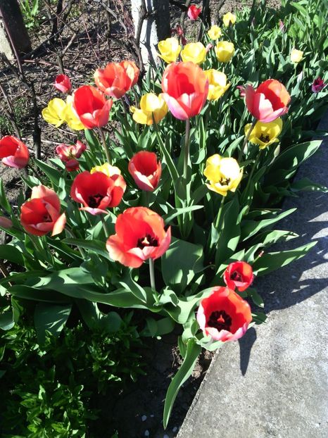  - 01-Flori din curtea mea 2017