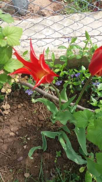  - Dupa iarna asta ciudata de aprilie 2017