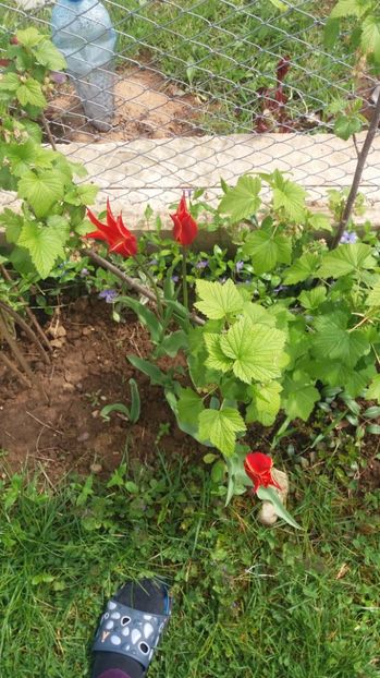  - Dupa iarna asta ciudata de aprilie 2017