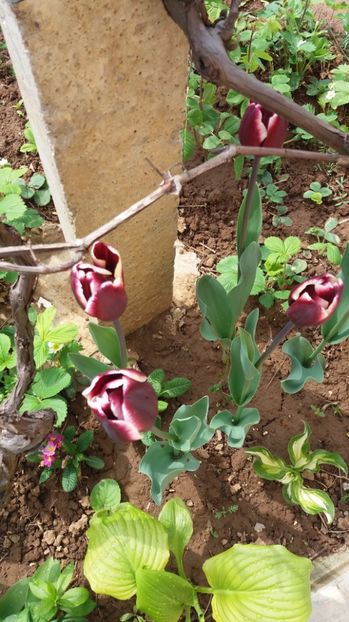  - Dupa iarna asta ciudata de aprilie 2017