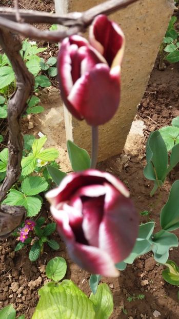  - Dupa iarna asta ciudata de aprilie 2017