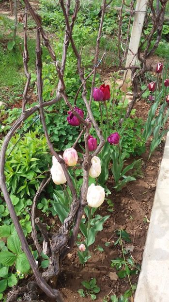  - Dupa iarna asta ciudata de aprilie 2017