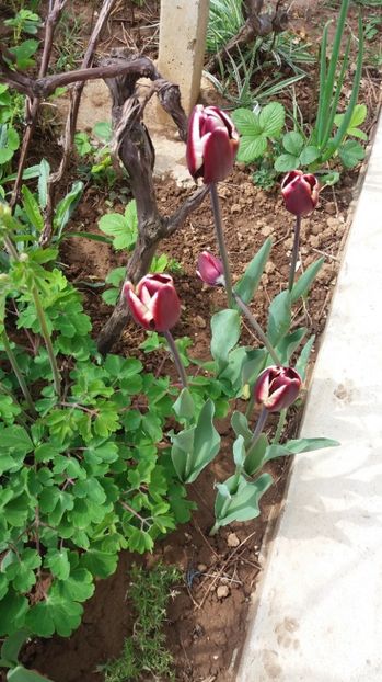  - Dupa iarna asta ciudata de aprilie 2017