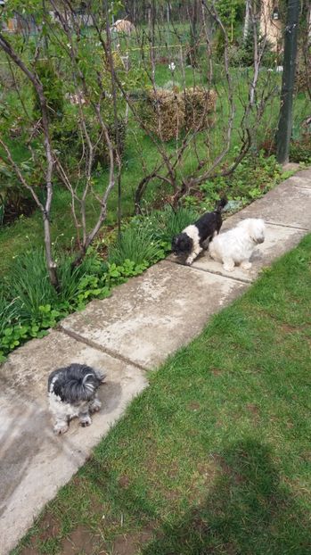  - Dupa iarna asta ciudata de aprilie 2017