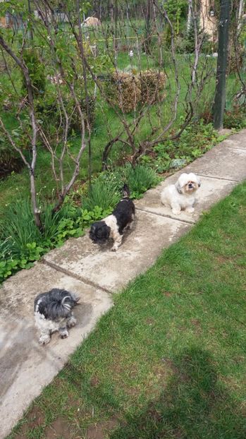  - Dupa iarna asta ciudata de aprilie 2017