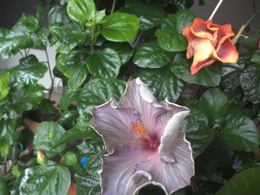 WIN_20170423_072748 - 02Hibiscus