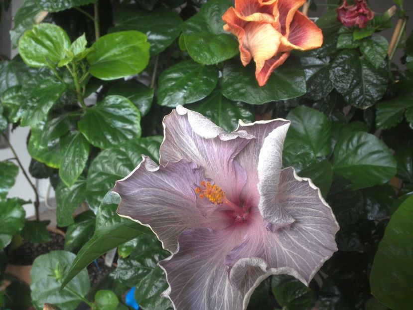 WIN_20170423_072814 - 02Hibiscus