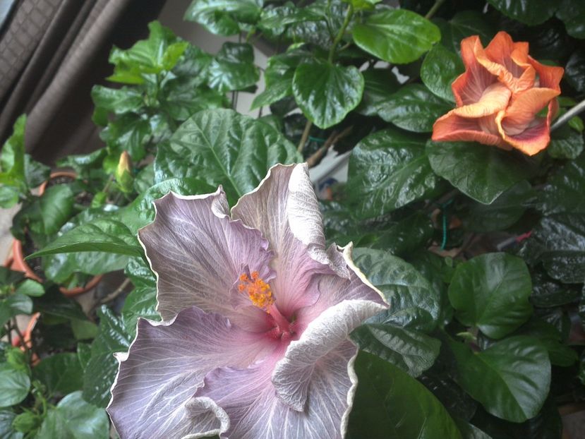 WIN_20170423_072914 - 02Hibiscus