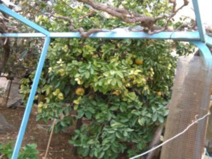 un pom cu pamelo - poze de pe telefon