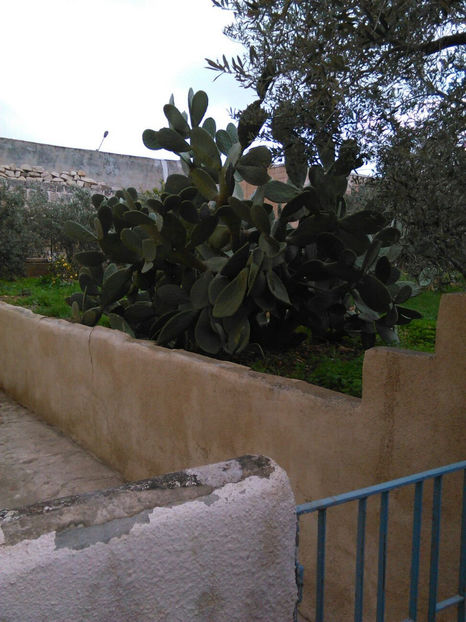  - poze de pe telefon