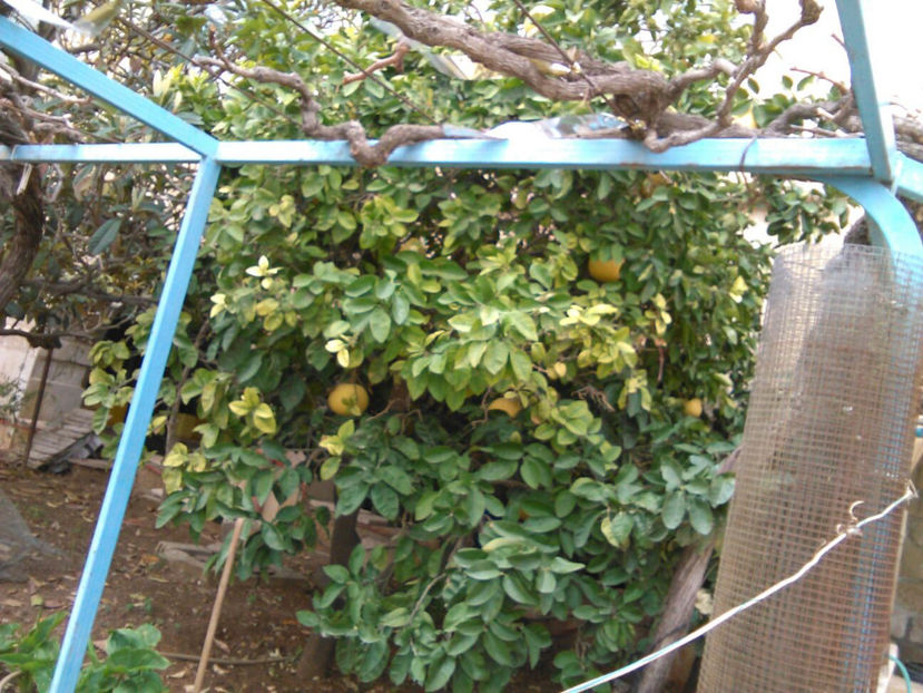  - poze de pe telefon