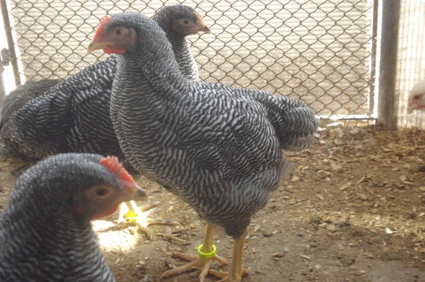  - PUI - TINERET 2017 - SERIA 1