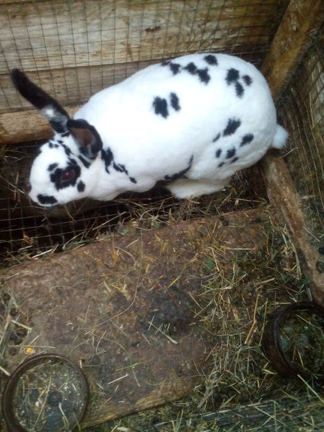  - pui si adulti matci de vanazre 2018TRIMIT IN TARA