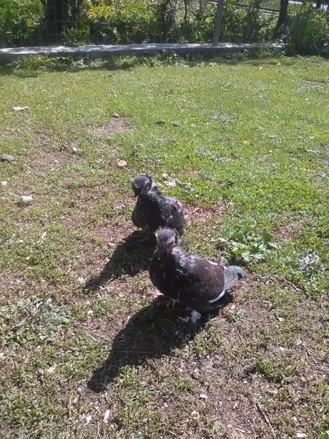 Din cap galben și florie pe negru - Puii 2017