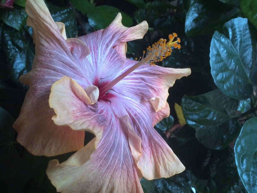 WIN_20170424_103317 - 02Hibiscus