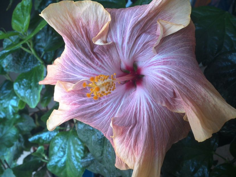 WIN_20170424_103343 - 02Hibiscus