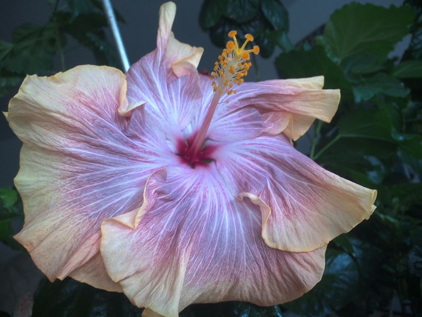 WIN_20170424_103451 - 02Hibiscus
