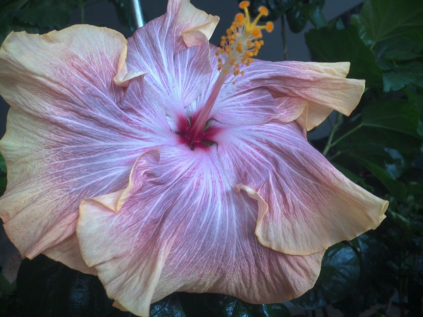 WIN_20170424_103509 - 02Hibiscus