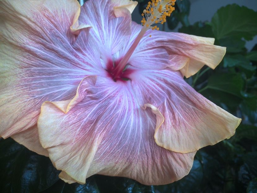WIN_20170424_103522 - 02Hibiscus